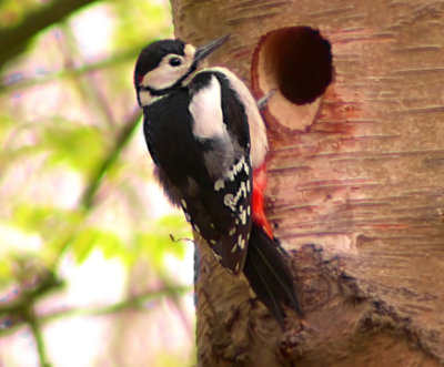 Great-spotted-woodpecker.jpg