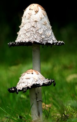 Coprinus comatus (Judges wig)