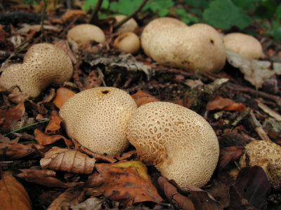 Scleroderma citrinum (common earthball)