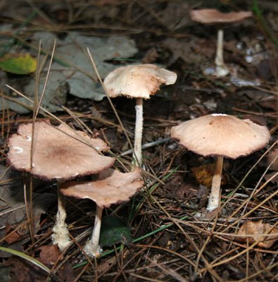 Collybia peronata (WOOD WOOLLY FOOT)