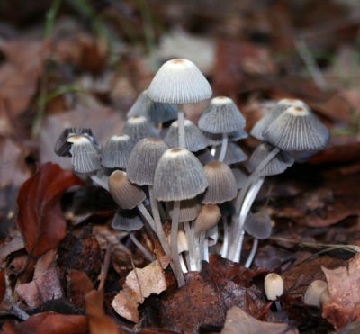 Coprinus leiocephalus