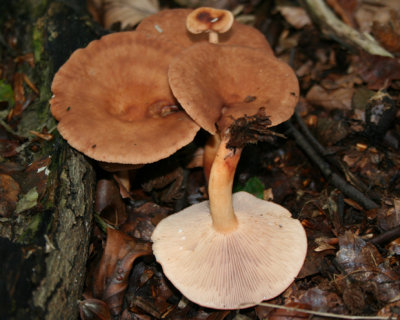    Lactarius subdulcis