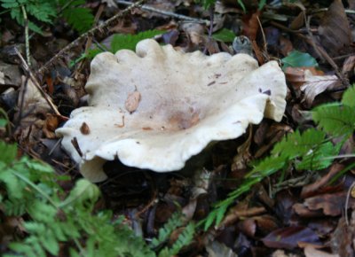 Lactarius piperatus (Fleecy milk cap)