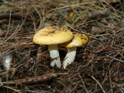 Russula ochroleuca (Yellow Russula)