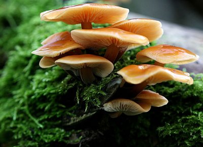 Flammulina velutipes.(velvet shank)