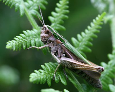 Lesser Marsh Grasshopper.