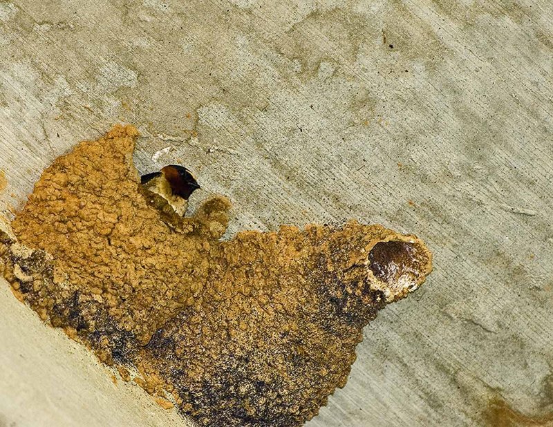 Cliff Swallows