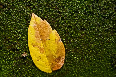 081025- A Single Fall's  Leaf