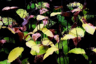 Botanic Garden of Hokkaido University