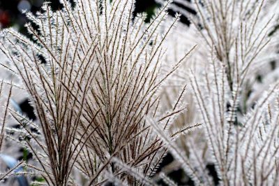 Botanic Garden of Hokkaido University