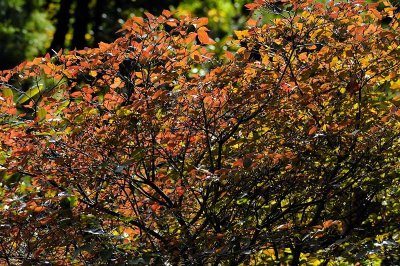 Botanic Garden of Hokkaido University