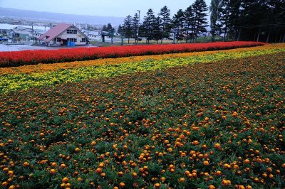 Kamifurano