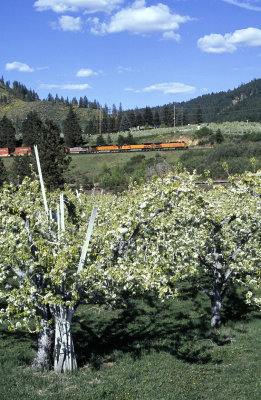 Eastbound passing apple tree blossoms at Peshastin, WA.