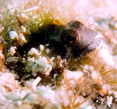 Blenny