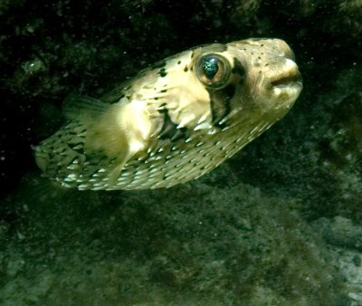 Puffer on the Run