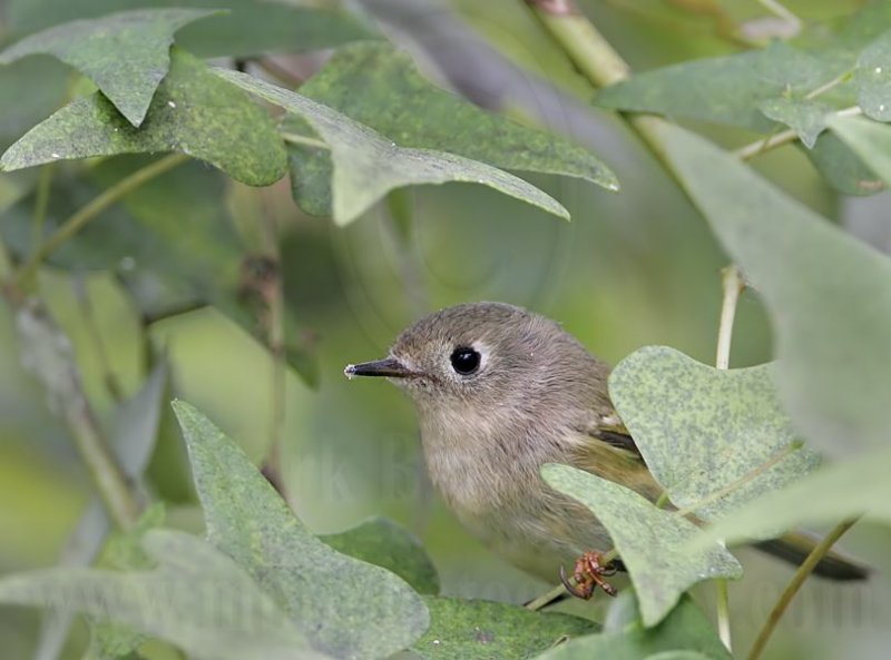 _MG_2250 Ruby-crowned Kinglet.jpg