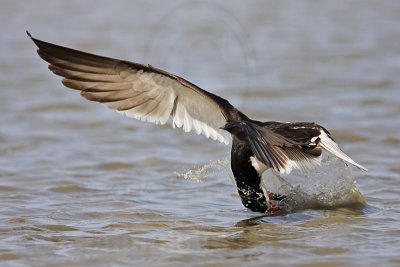 _MG_6513 Black Skimmer.jpg