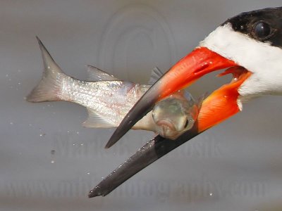 Black Skimmer: Food