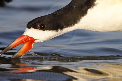 _MG_3126 Black Skimmer.jpg