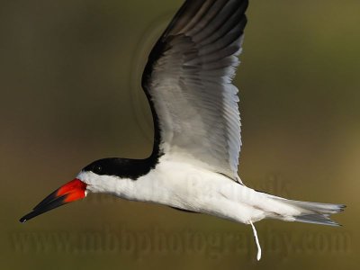 _MG_3520 Black Skimmer.jpg