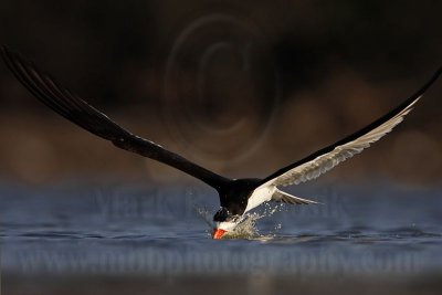 _MG_3841 Black Skimmer.jpg