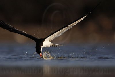 _MG_3842 Black Skimmer.jpg