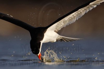 _MG_3842 Black Skimmer.jpg