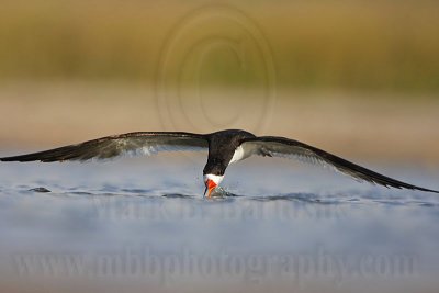 _MG_4400 Black Skimmer.jpg