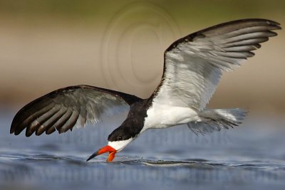 _MG_4609 Black Skimmer.jpg