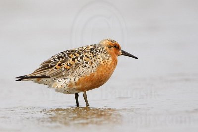 _MG_3076 Red Knot.jpg