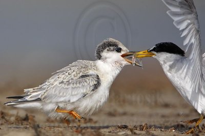 _MG_9916 Least Tern.jpg