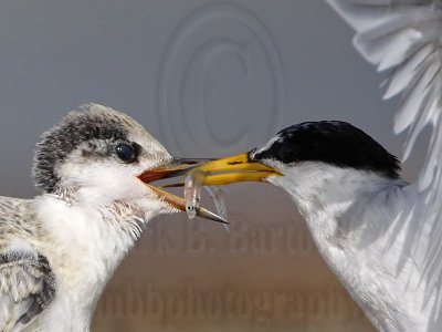 _MG_9916crop Least Tern.jpg