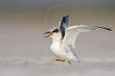 _MG_0886 Least Tern.jpg