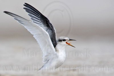 _MG_2620 Least Tern.jpg