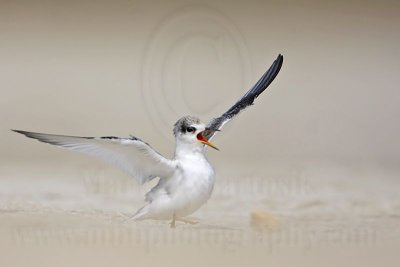 _MG_3538 Least Tern.jpg