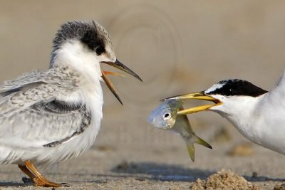 _MG_5816crop Least Tern.jpg