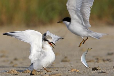 _MG_5829 Least Tern.jpg