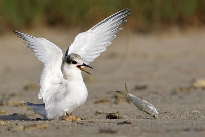 _MG_5831 Least Tern.jpg