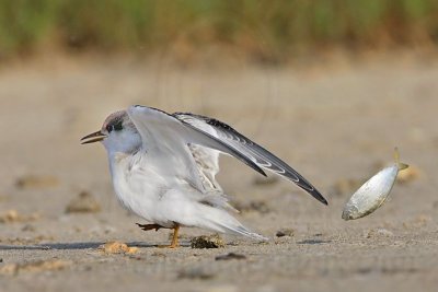 _MG_5836 Least Tern.jpg