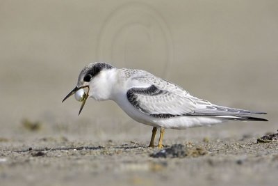 _MG_6989 Least Tern.jpg