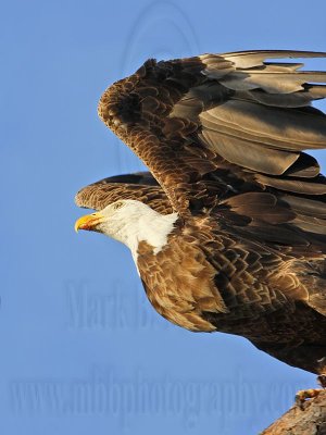 Osprey - Natural Enemies - Bald Eagle