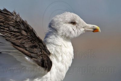 _MG_1728crop Great Black-backed Gull.jpg