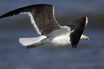 _MG_3801 Kelp Gull.jpg