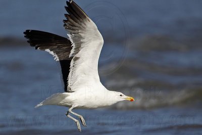 _MG_3917 Kelp Gull.jpg