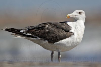 _MG_1676 Great Black-backed Gull.jpg