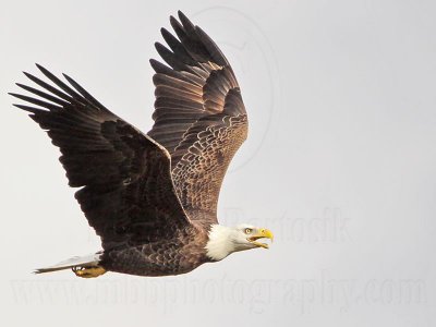 _MG_0455 Bald Eagle.jpg