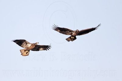 _MG_4688 Bald Eagle.jpg