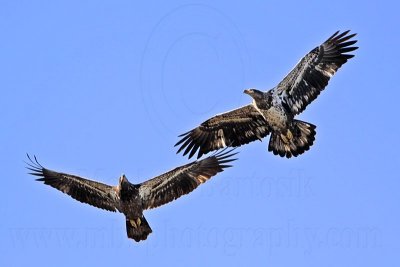 _MG_5470 Bald Eagle.jpg