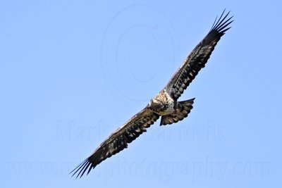 _MG_8271 Bald Eagle.jpg