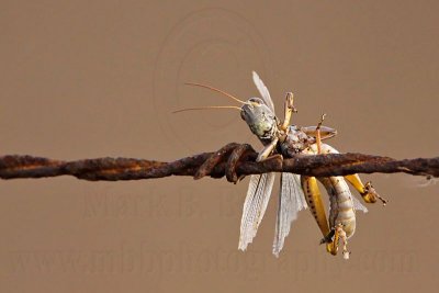 _MG_5447 Loggerhead Shrike's impaled food.jpg